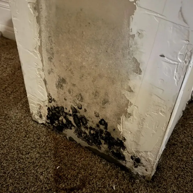 Professional Mold Removal in Union County, KY